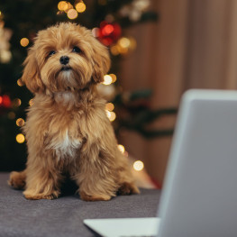 Czy znasz rasę Maltipoo? Co to jest za rasa? 